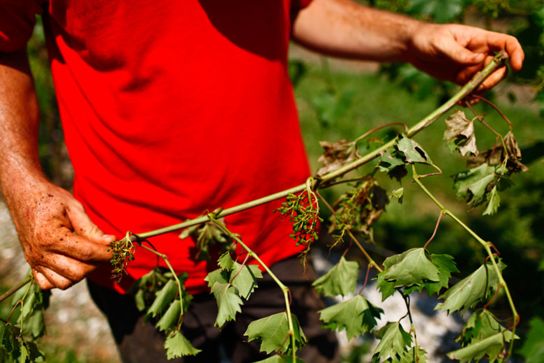 wku vineyard wku vineyard