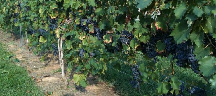 #caption10 grapes growing in the vineyard