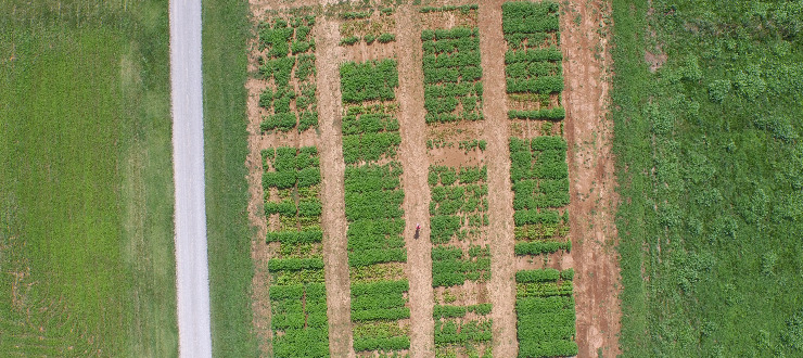 #caption10 hemp research