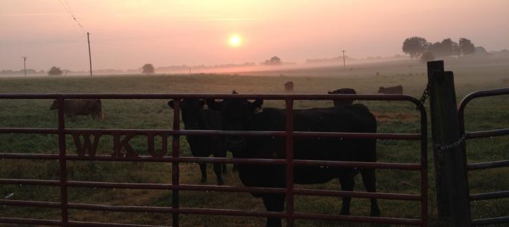 WKU farm- beef cattle