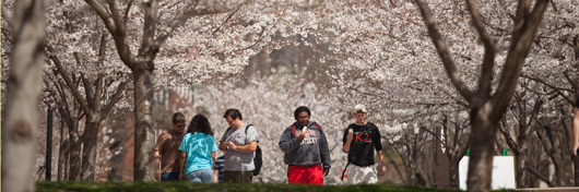 Photo of the cherry trees lining the Centennial Mall at WKU in the spring by Clinton Lewis. Photo of the cherry trees lining the Centennial Mall at WKU in the spring by Clinton Lewis.