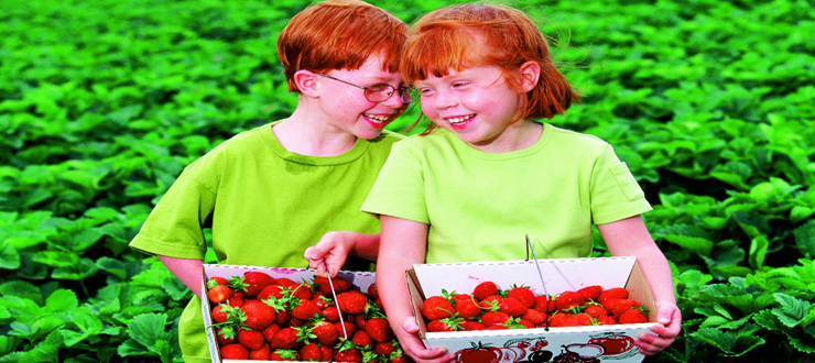 picking strawberries
