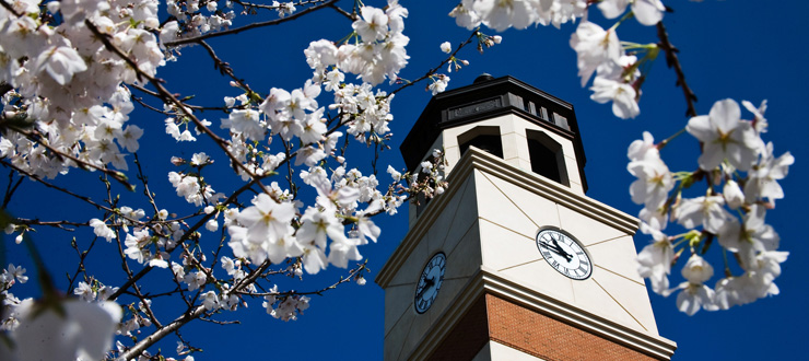 Guthrie bell tower with cherry blossoms