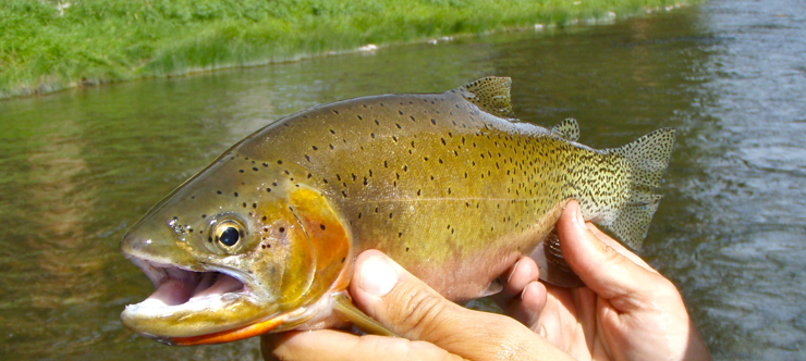 Cutthroat Trout - Blackfoot River, Montana
