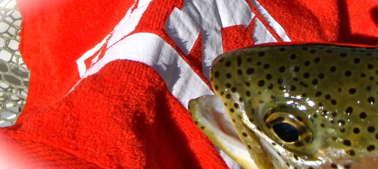 #caption1 Red Towel Rainbow Trout - Clark Fork River, Montana