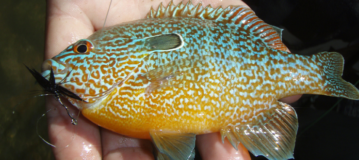 #caption2 Sunfish caught by George Noe - WKU May term REC 482 Fly Fishing class