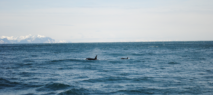 orca in alaska orca in alaska
