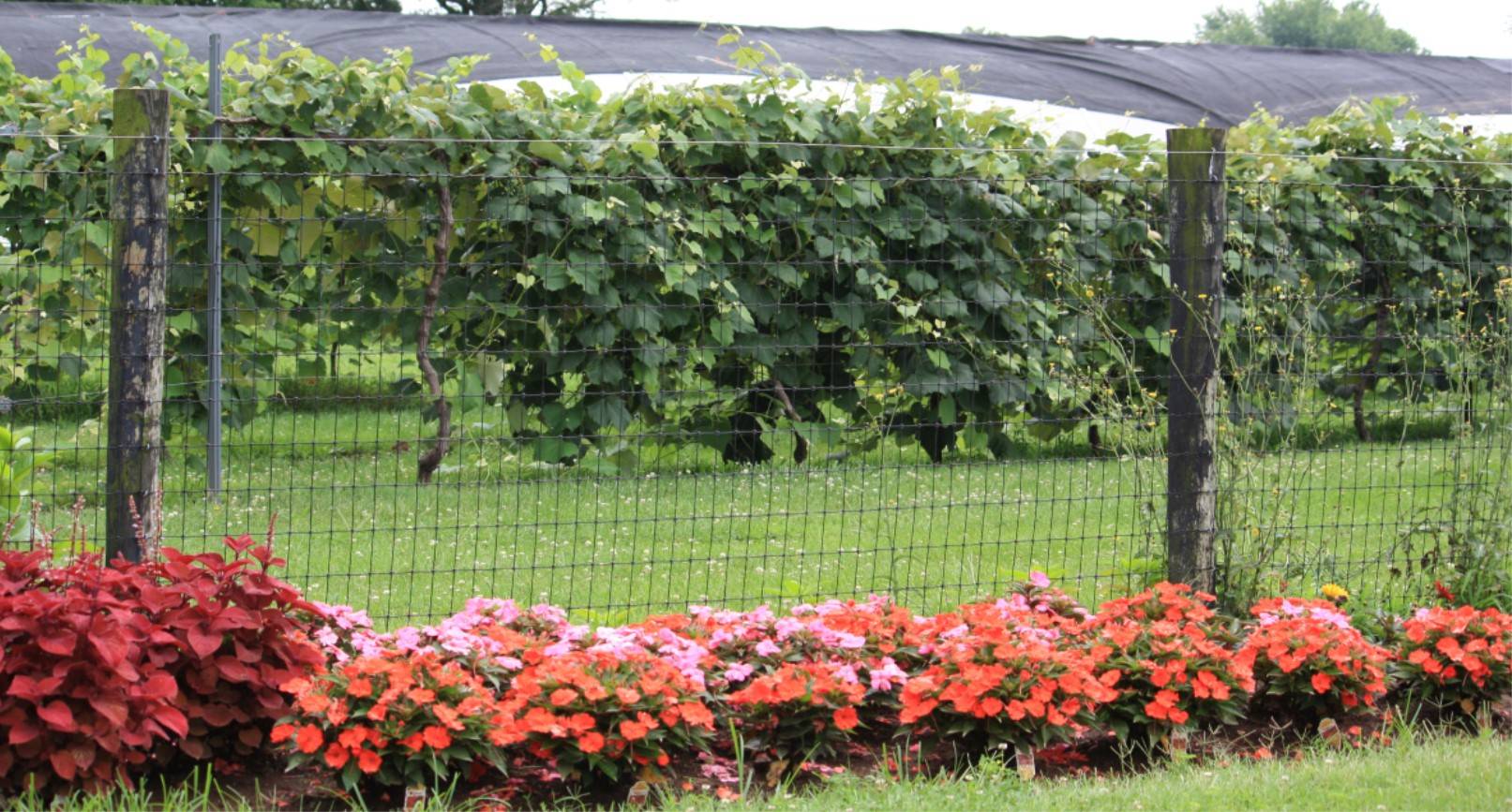 #caption5 Graes growing on WKU farm.