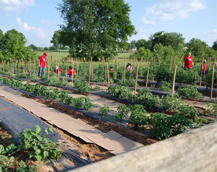 Working a community garden