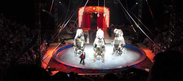 The Ringling Bros. Circus at Diddle Arena
