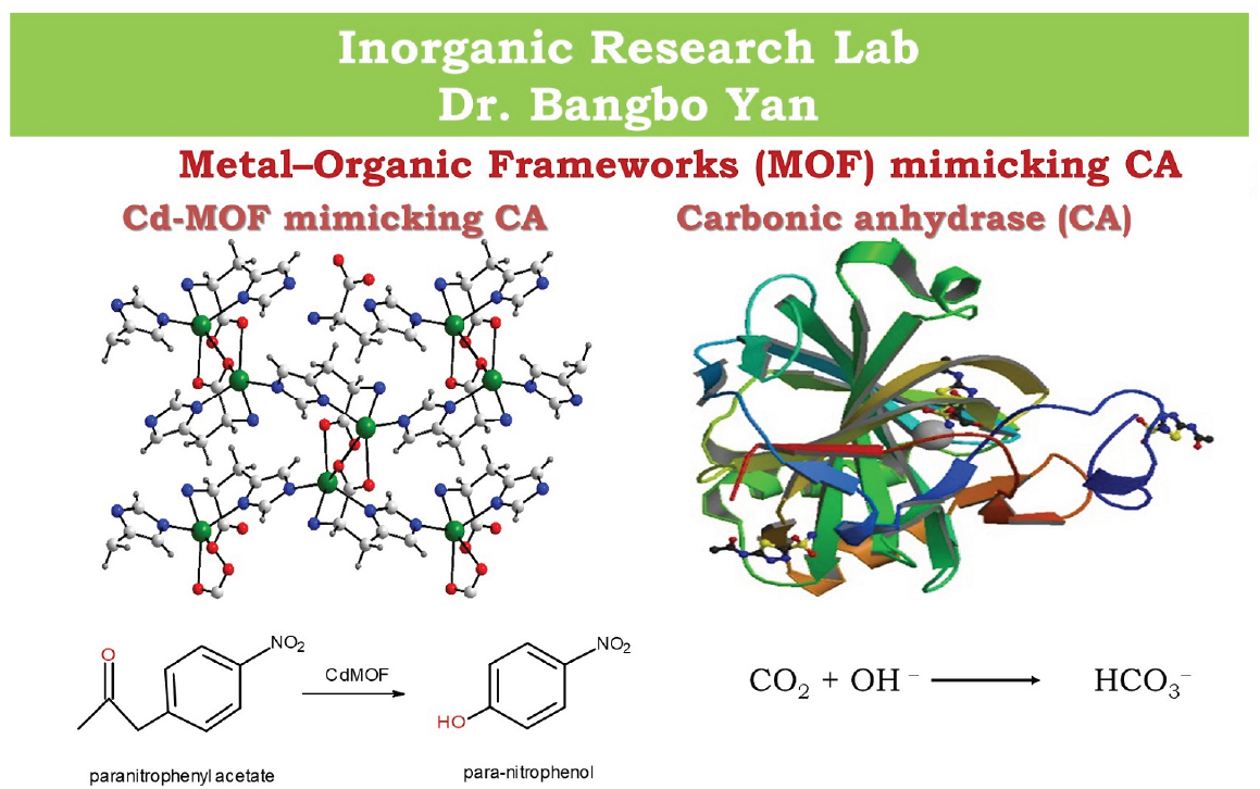 A graphic of the findings from Dr. Bangbo Yan's ‘Metal-Organic Frameworks (MOF) mimicking CA’ research in the Inorganic Chemistry research lab.