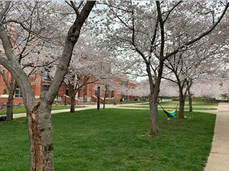 DSU Blossoms