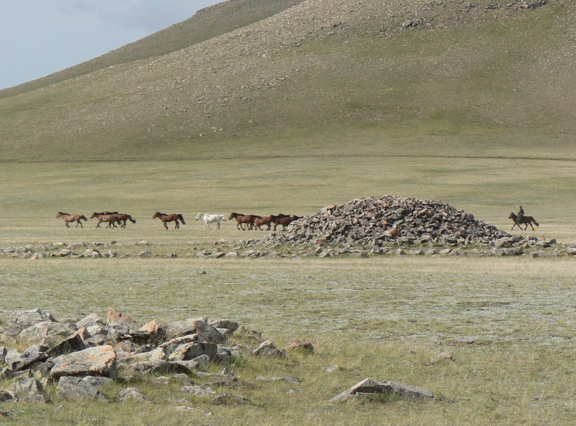 Horse herd on Mongolian steppe