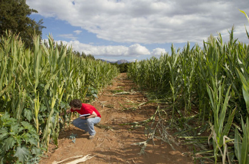 Wku Student Working in the feild