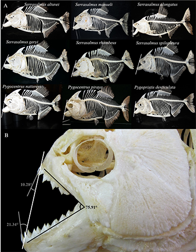 Huskey, others refute hypothesis that piranhas affected evolution of giant Amazon fish