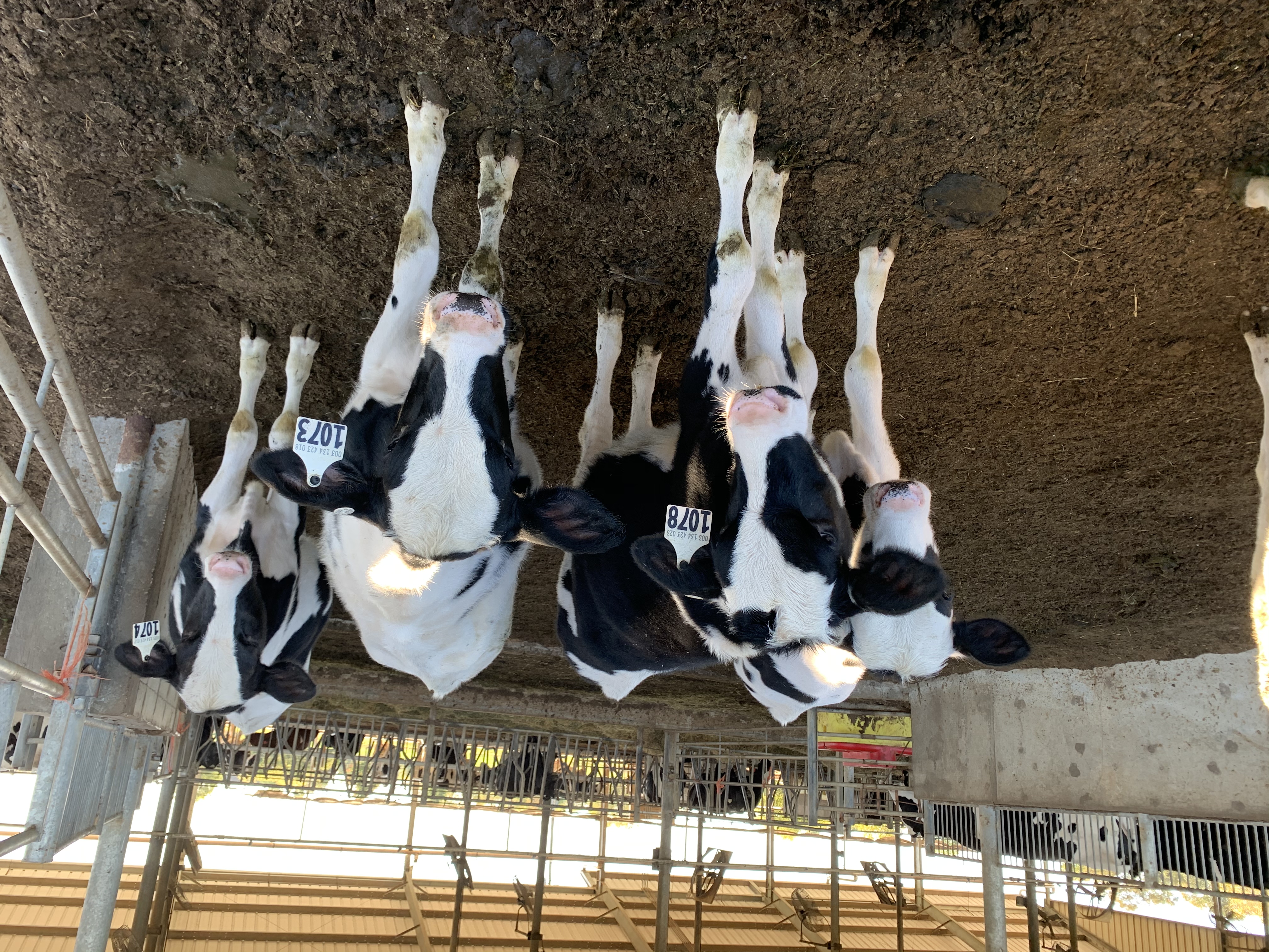 Calves at the WKU Farm