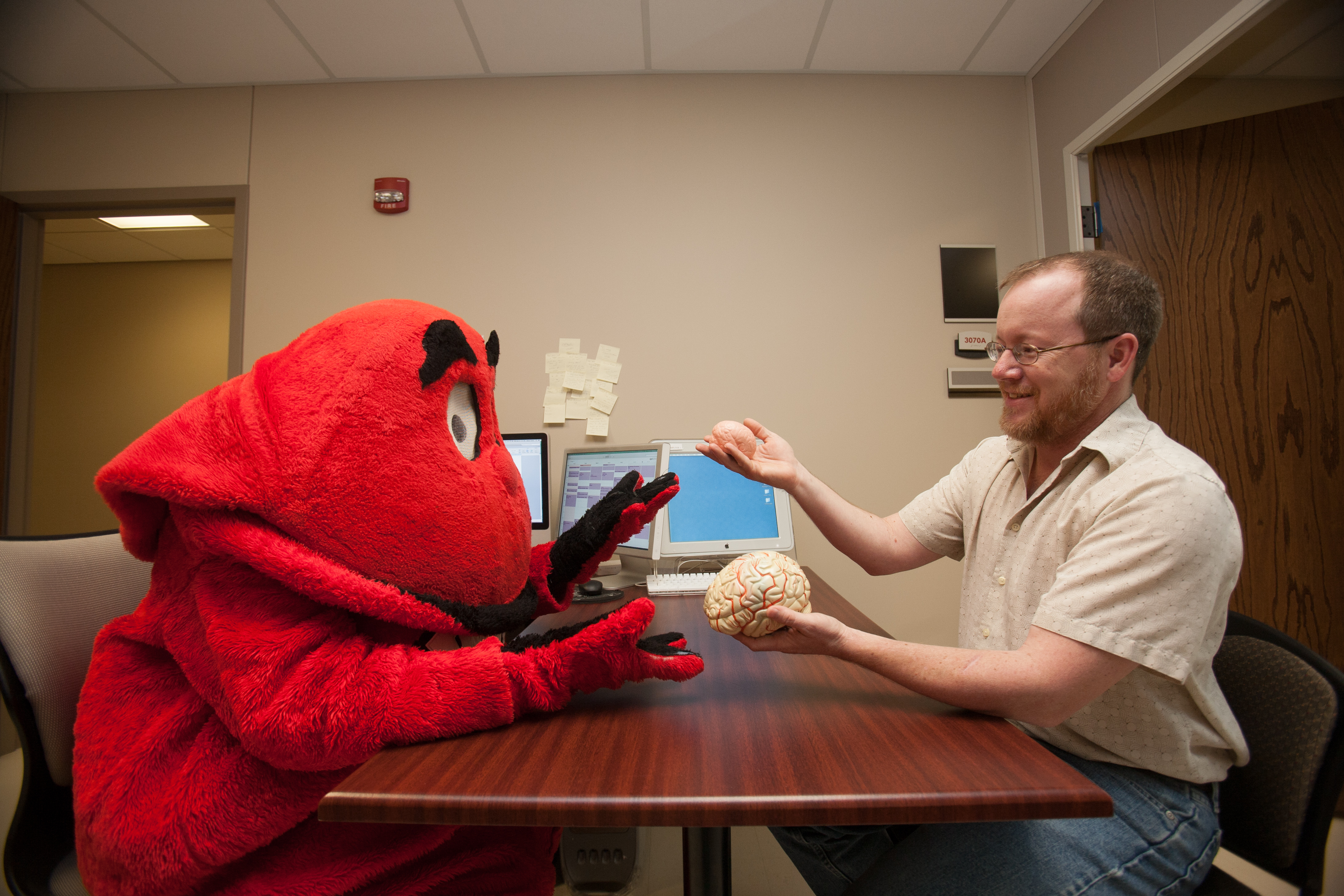 WKU professor sits across the table from Big Red and holds up two models of brains.